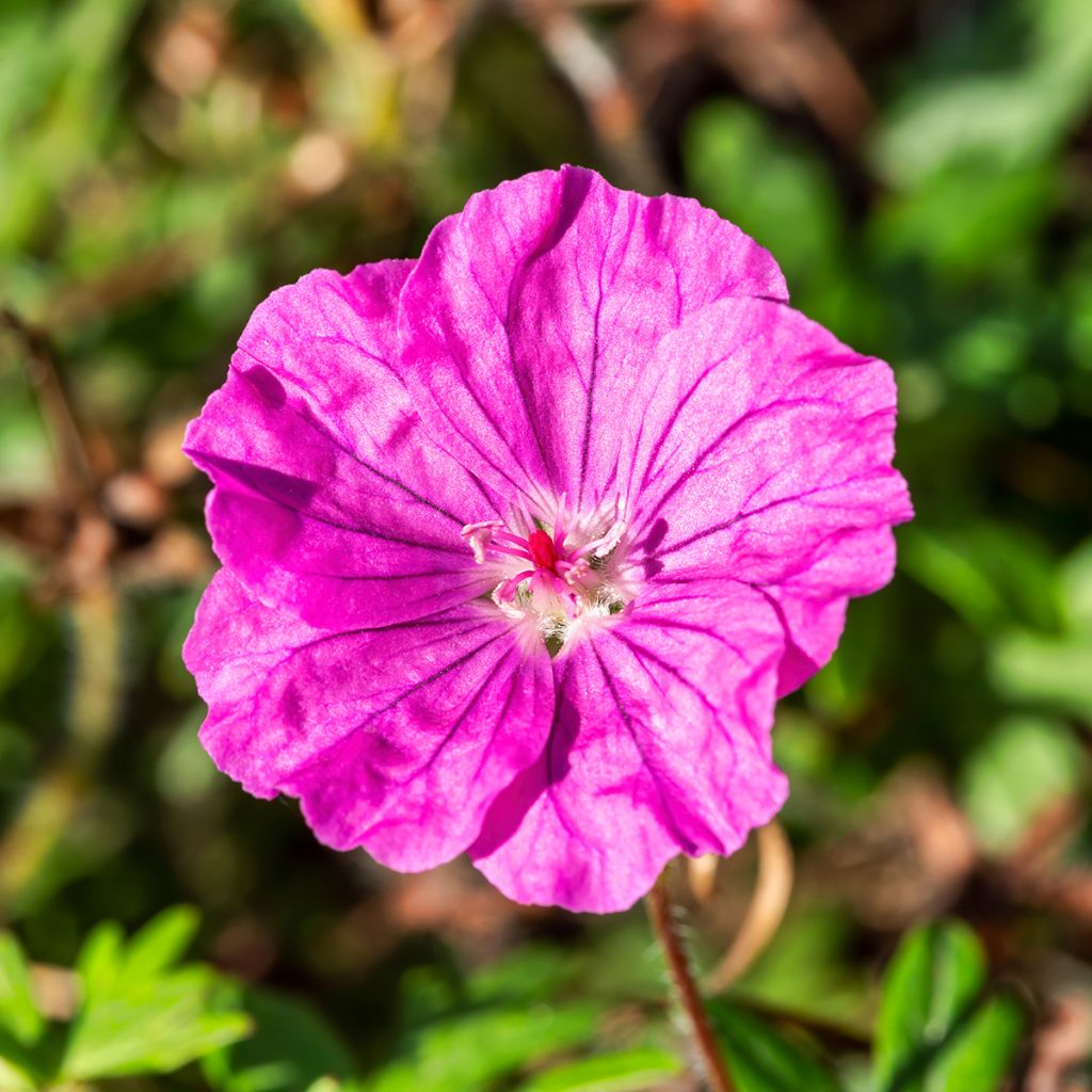 Geranium sanguineum Ankum's Pride - Bloedooievaarsbek