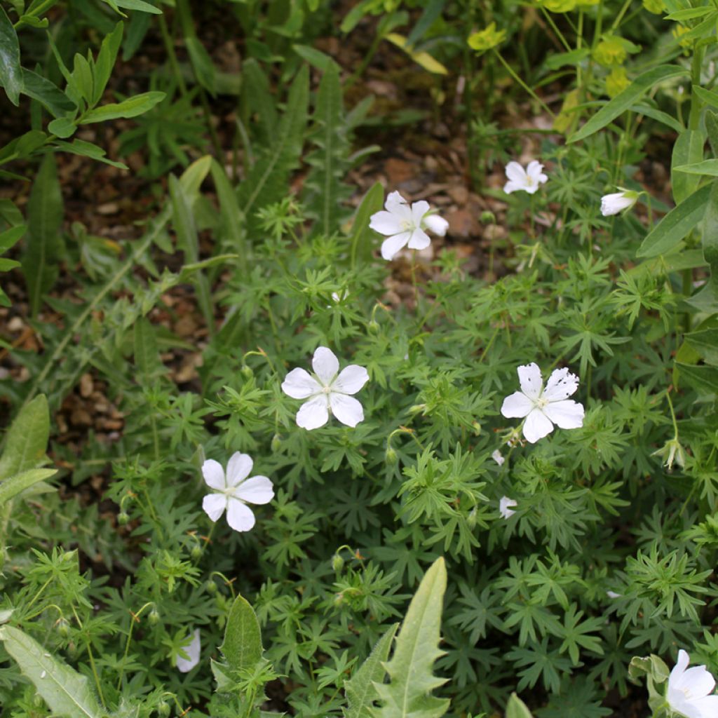 Geranium sanguineum Album - Bloedooievaarsbek