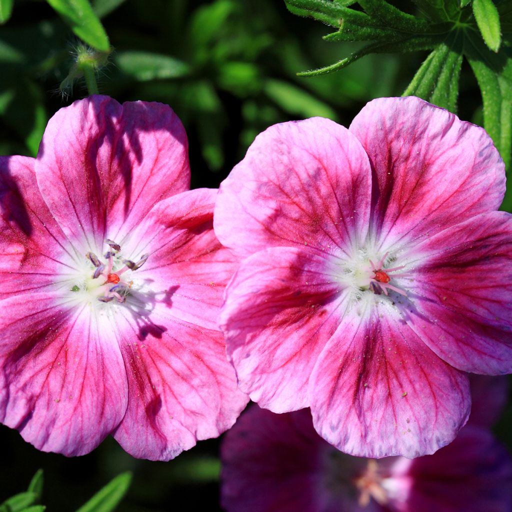 Geranium sanguineum Elke - Bloedooievaarsbek