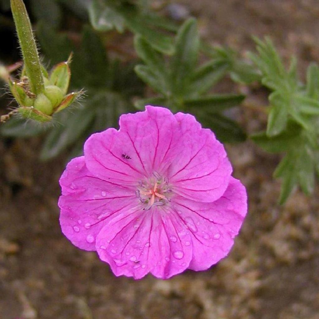 Geranium sanguineum Vision - Bloedooievaarsbek