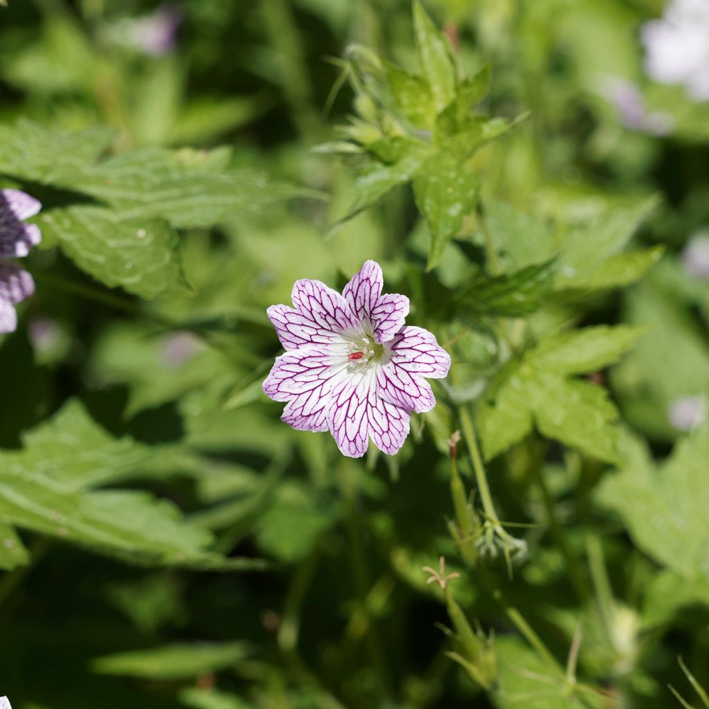 Geranium versicolor - Ooievaarsbek