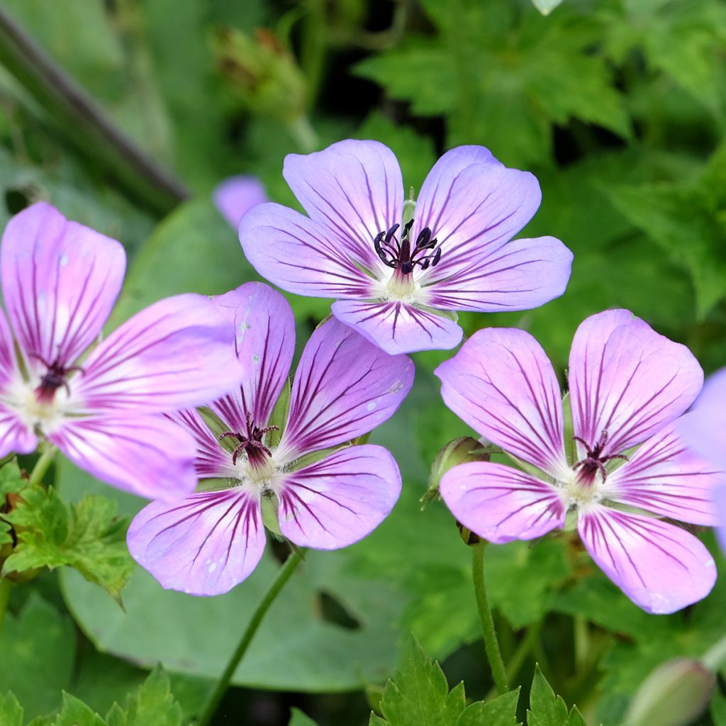 Geranium wallichianum Havana Blues - Ooievaarsbek