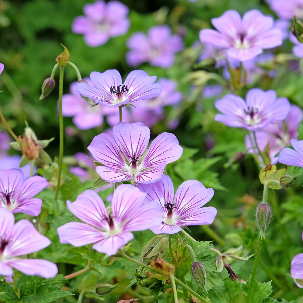 Geranium wallichianum Havana Blues - Ooievaarsbek