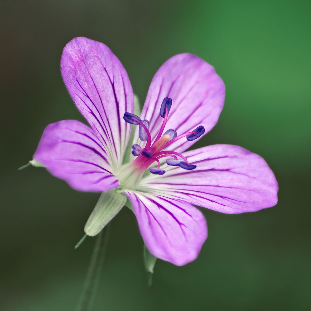 Geranium wlassovianum - Ooievaarsbek