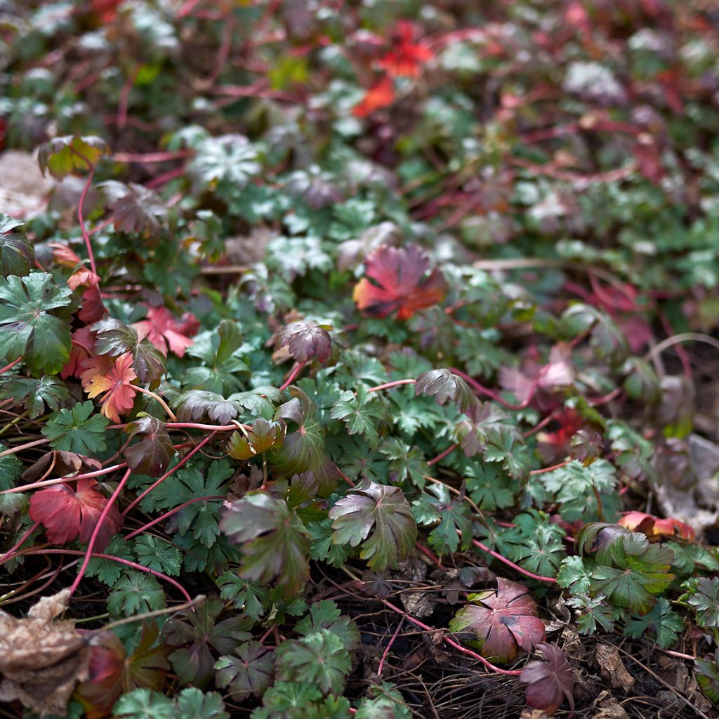 Geranium wlassovianum - Ooievaarsbek