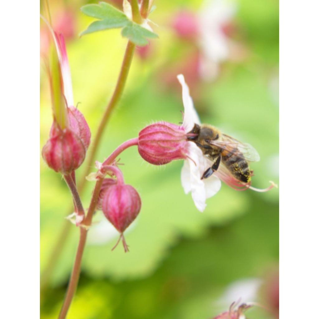 Geranium macrorrhizum Spessart - Rotsooievaarsbek