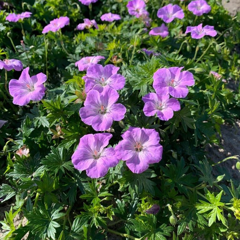 Geranium sanguineum Frivolius Lilac - Bloedooievaarsbek
