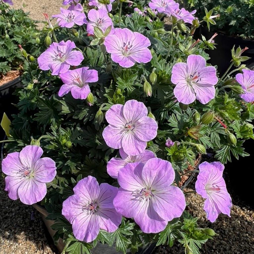 Geranium sanguineum Frivolius Lilac - Bloedooievaarsbek