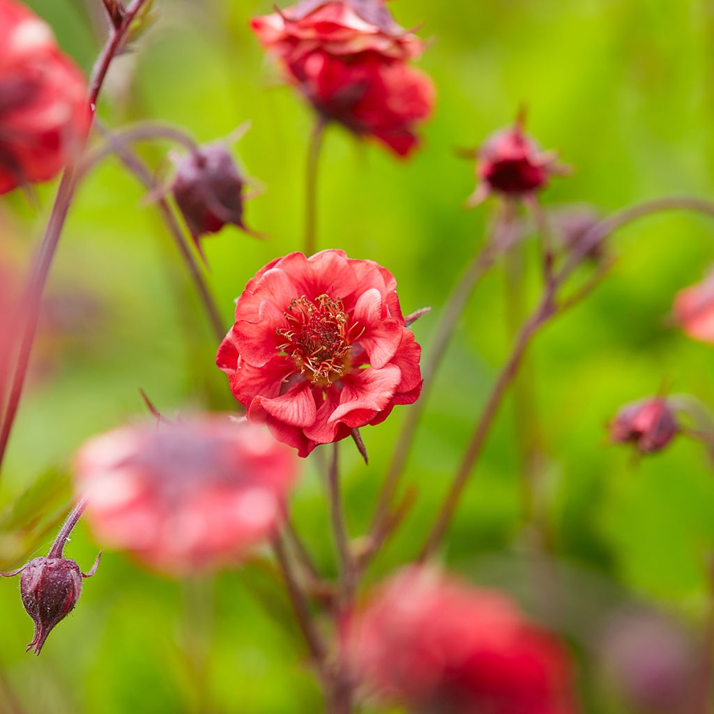 Geum Flames of Passion - Nagelkruid