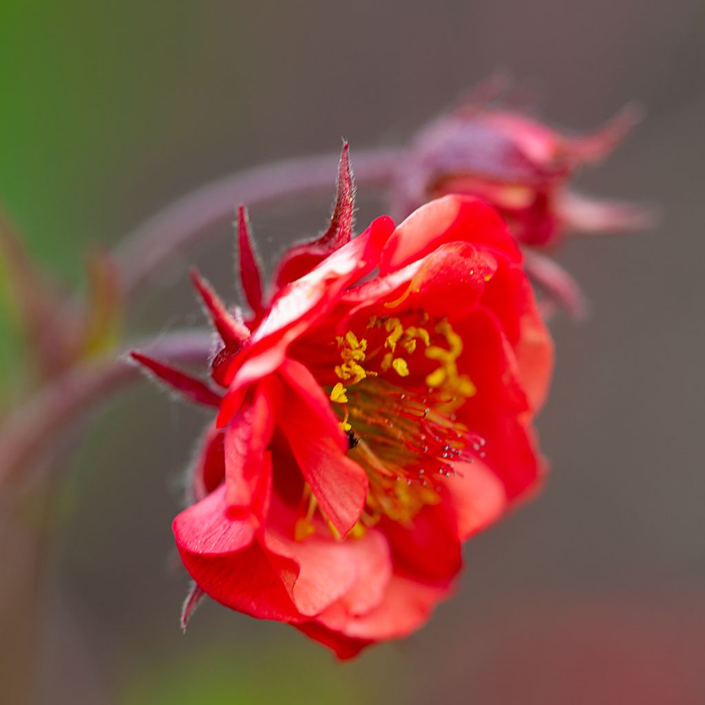 Geum Flames of Passion - Nagelkruid