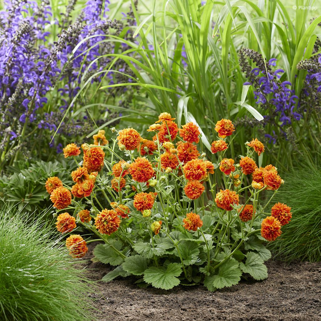 Geum Orange Pumpkin - Nagelkruid