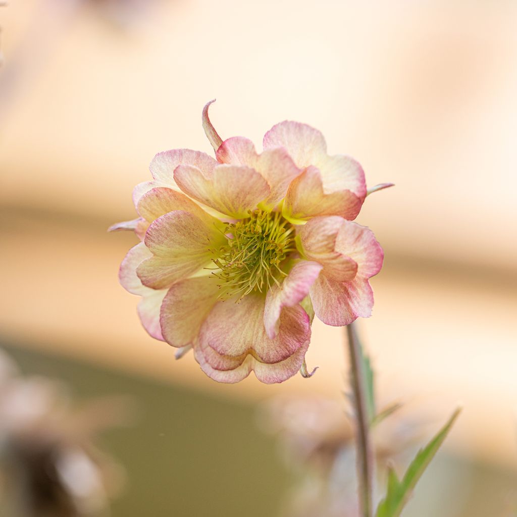 Geum Pretticoats Peach - Nagelkruid