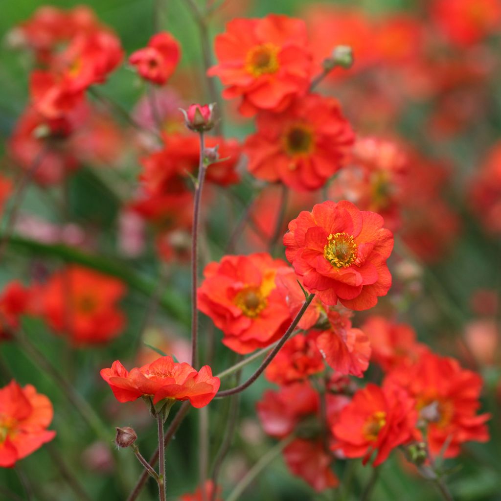 Geum Scarlet Tempest - Nagelkruid