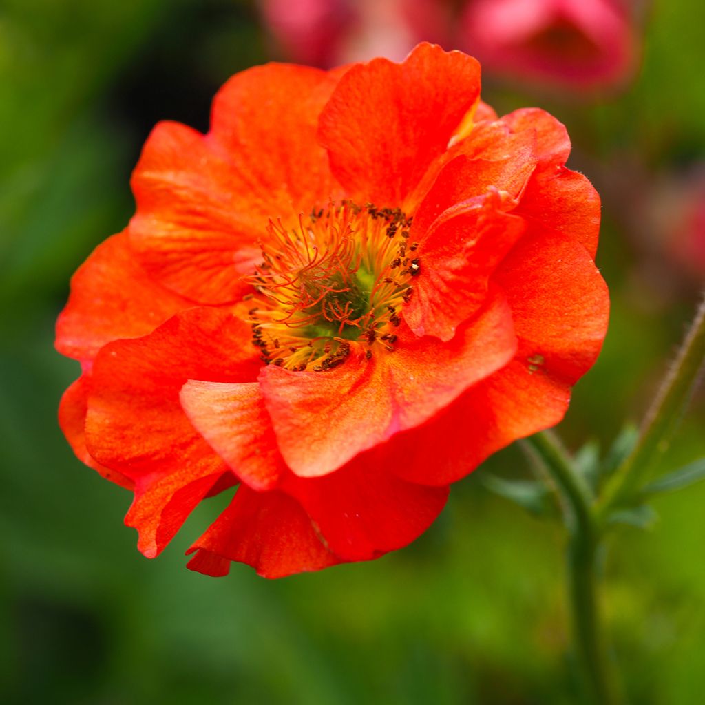 Geum Scarlet Tempest - Nagelkruid