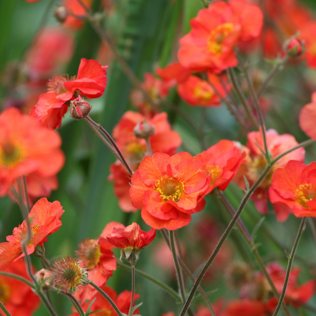 Geum Scarlet Tempest - Nagelkruid