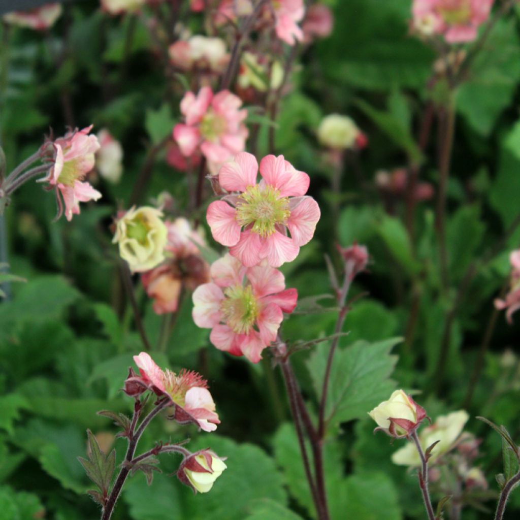 Geum Tempo Roze - Nagelkruid