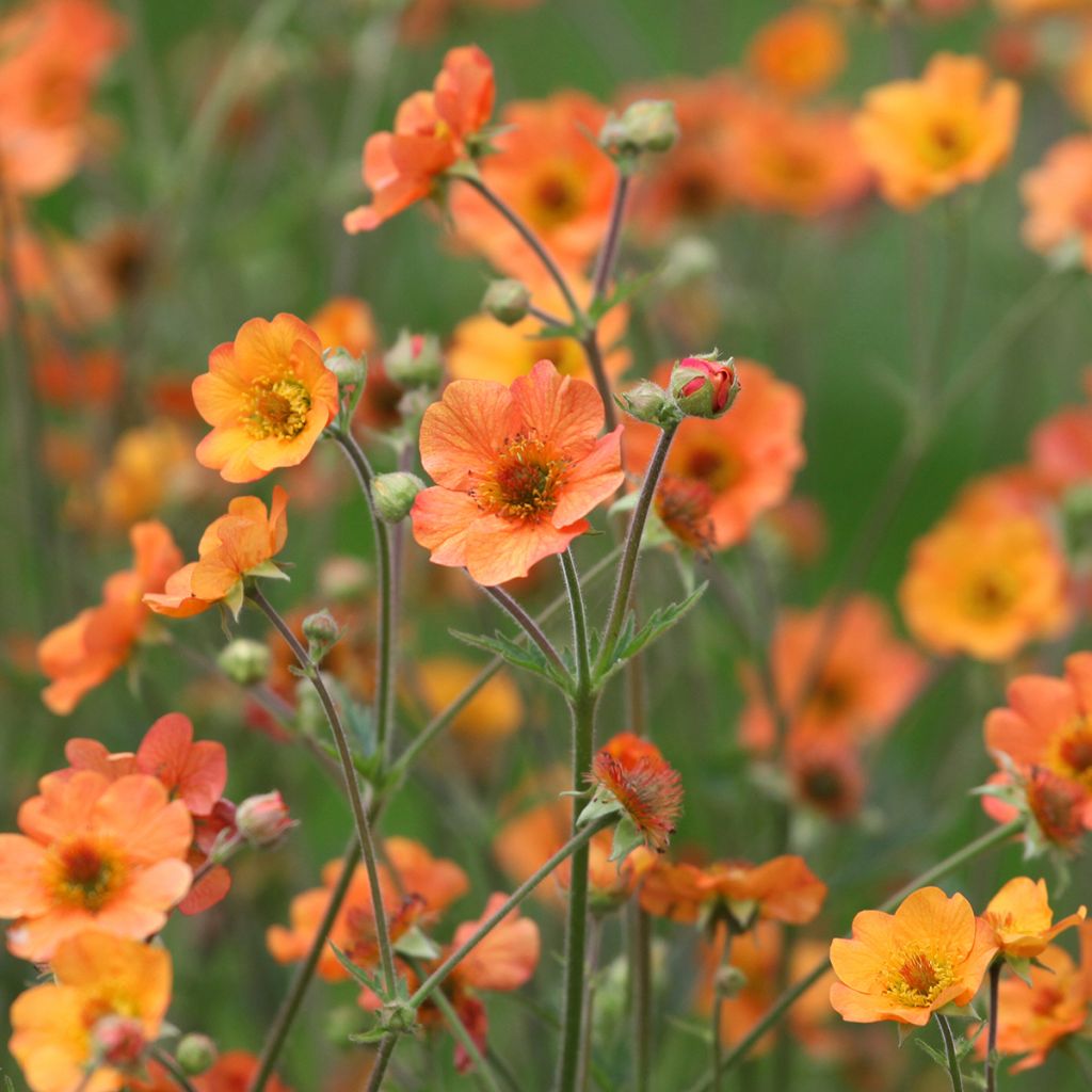 Geum Totally Tangerine - Nagelkruid