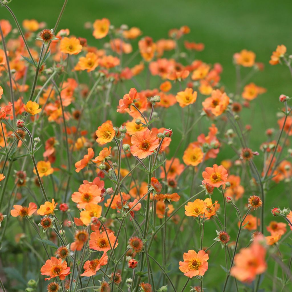 Geum Totally Tangerine - Nagelkruid