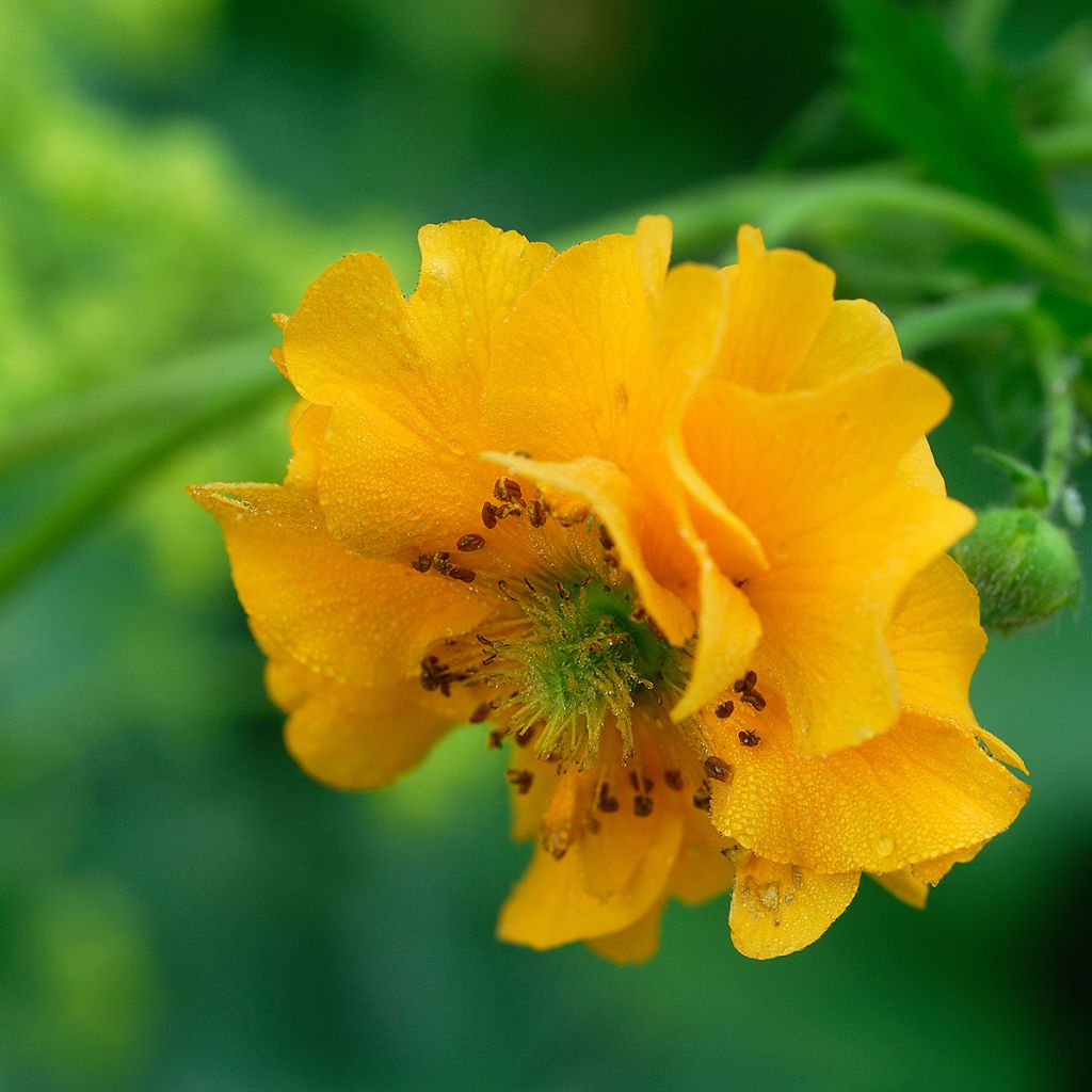 Geum chiloense Lady Stratheden - Nagelkruid