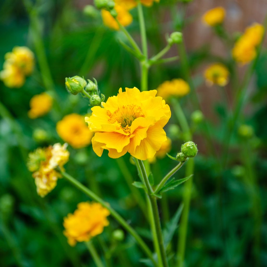 Geum chiloense Lady Stratheden - Nagelkruid