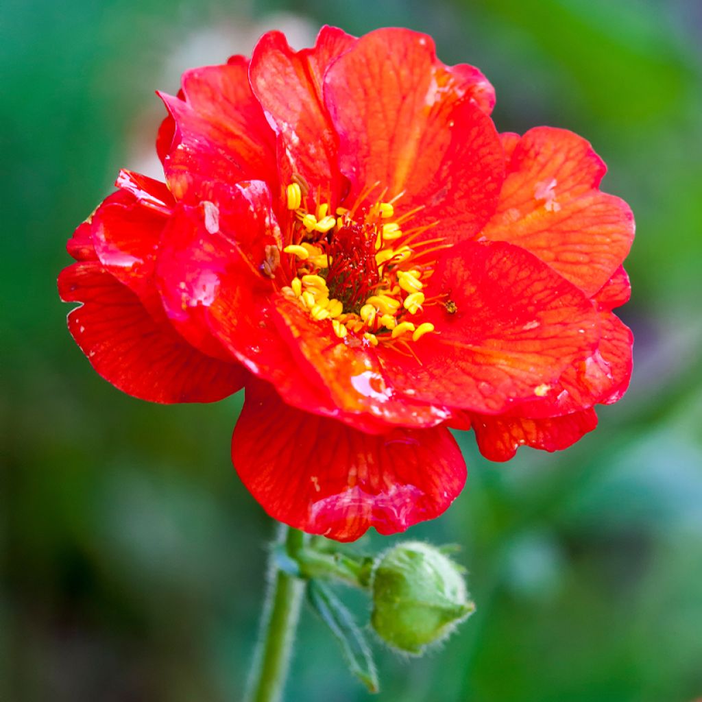 Geum chiloense Mrs Bradshaw - Nagelkruid