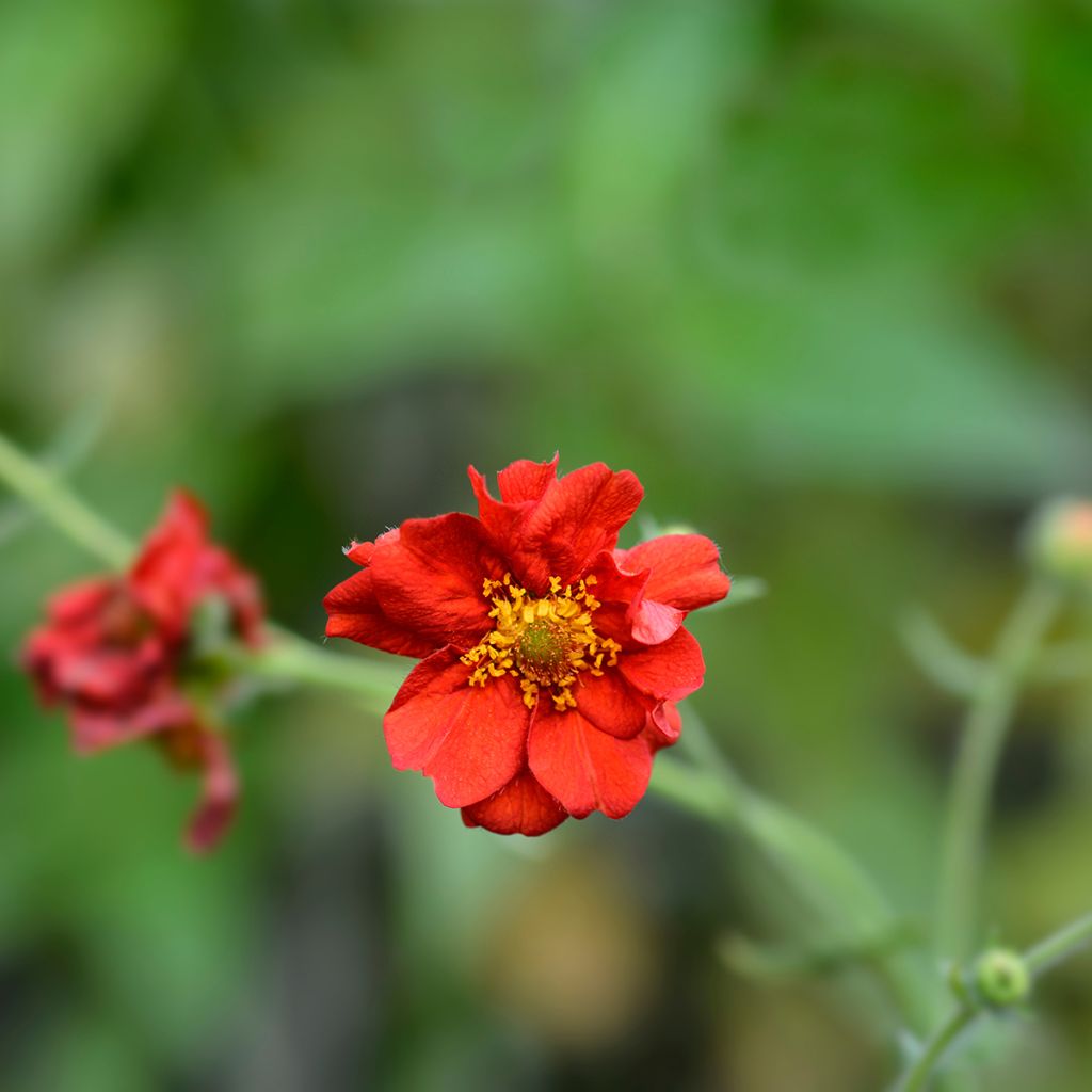 Geum chiloense Mrs Bradshaw - Nagelkruid
