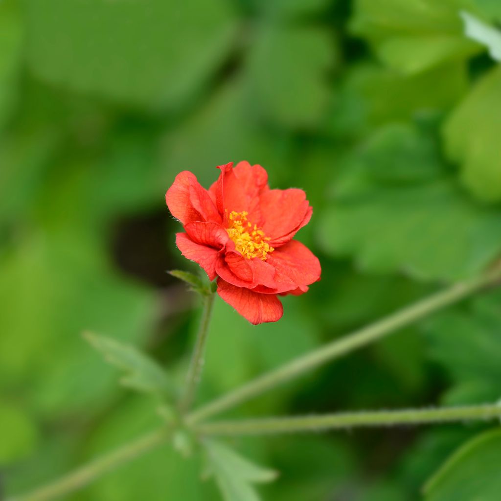 Geum chiloense Mrs Bradshaw - Nagelkruid