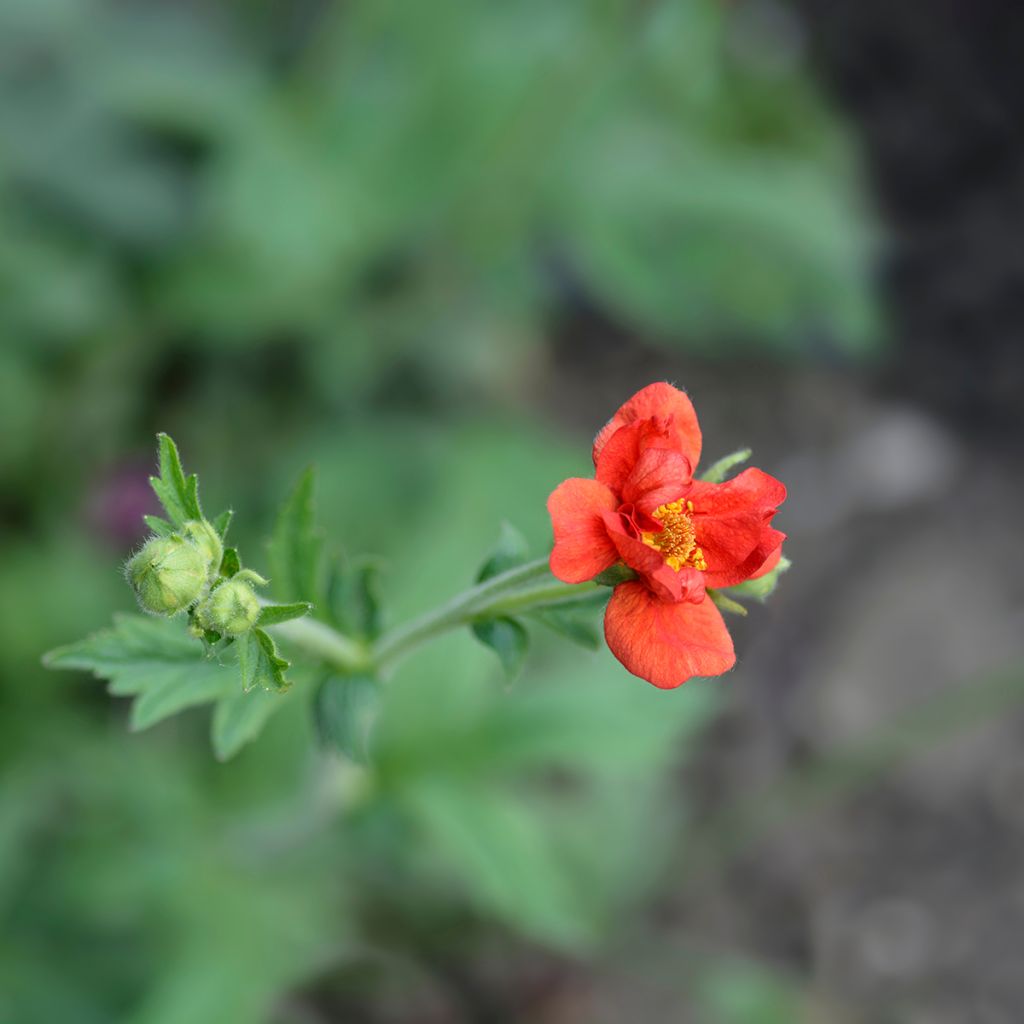 Geum chiloense Mrs Bradshaw - Nagelkruid