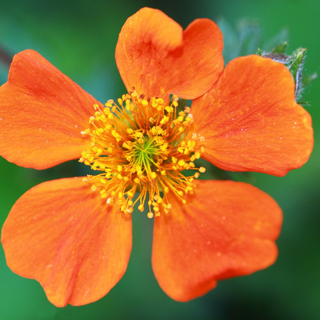 Geum coccineum Borisii - Nagelkruid