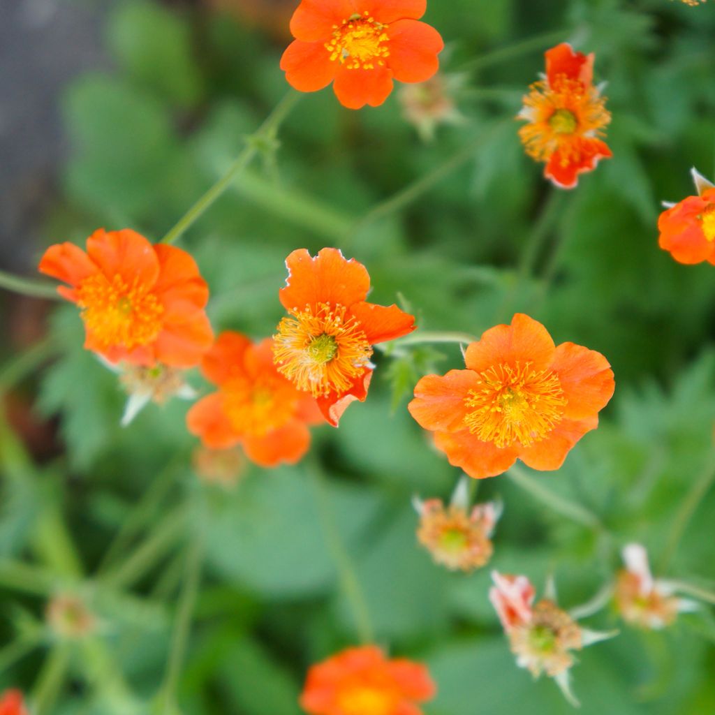 Geum coccineum Borisii - Nagelkruid