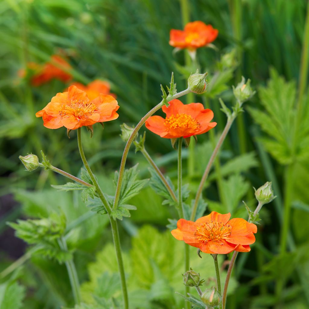 Geum coccineum Feuermeer - Nagelkruid