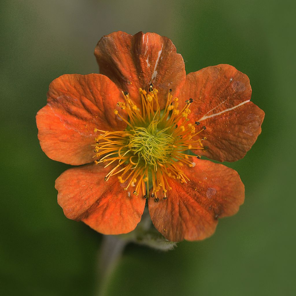 Geum coccineum Feuermeer - Nagelkruid