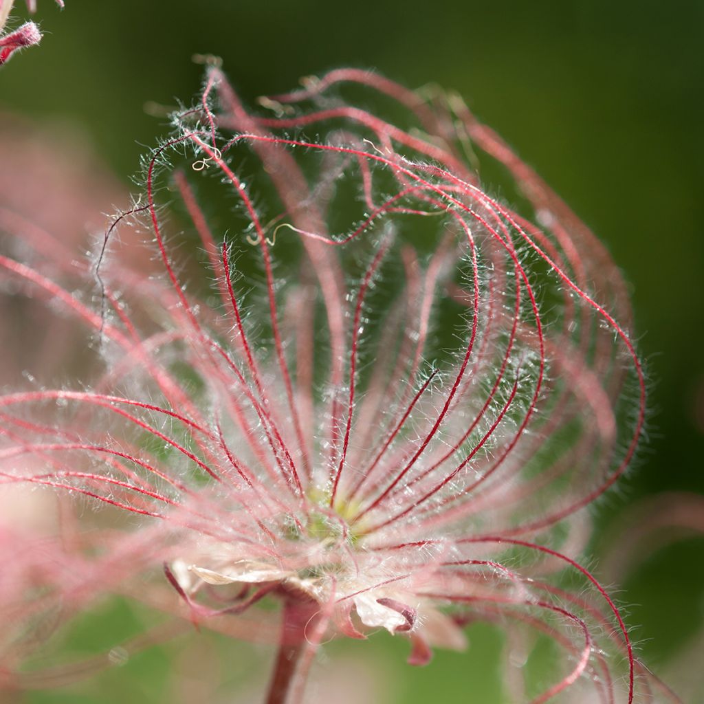 Geum triflorum - Nagelkruid