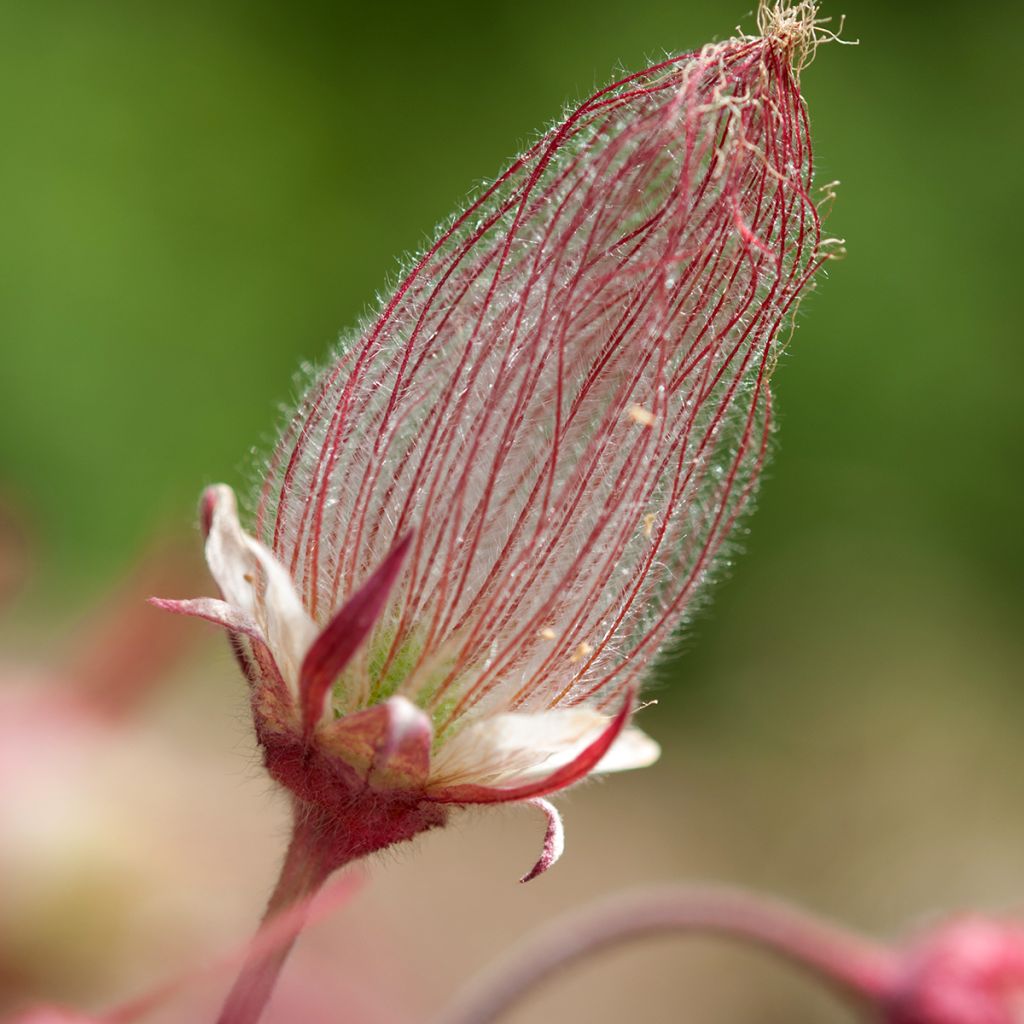 Geum triflorum - Nagelkruid