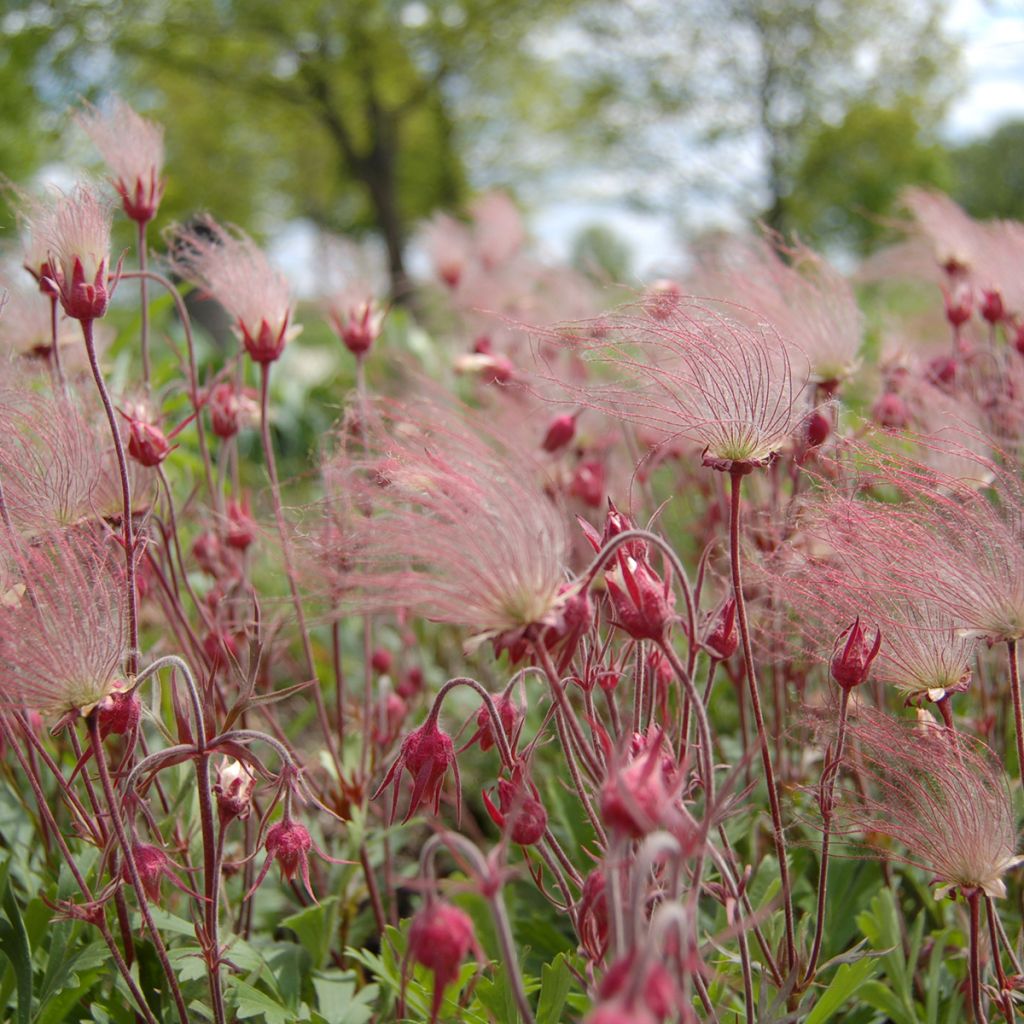 Geum triflorum - Nagelkruid