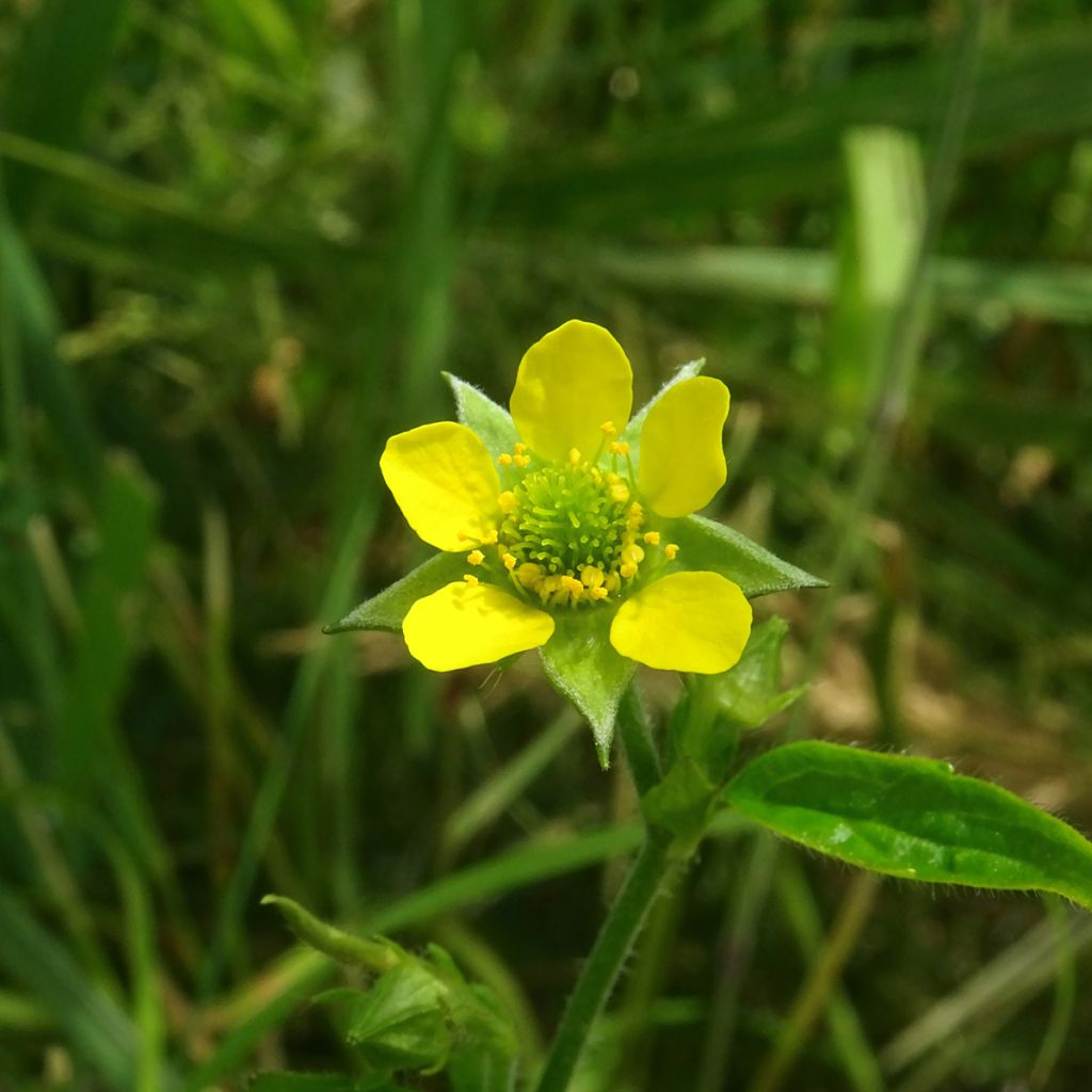 Geum urbanum - Gewoon nagelkruid
