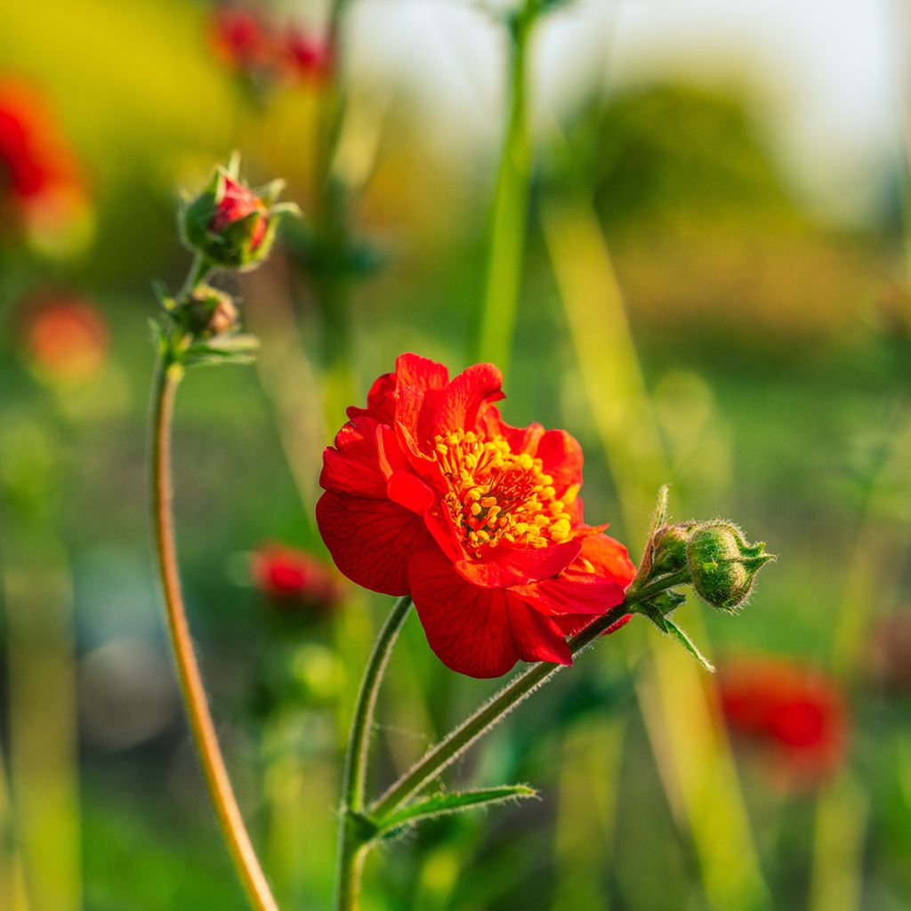 Geum coccineum Flore Pleno Blazing Sunset (zaad) - Nagelkruid
