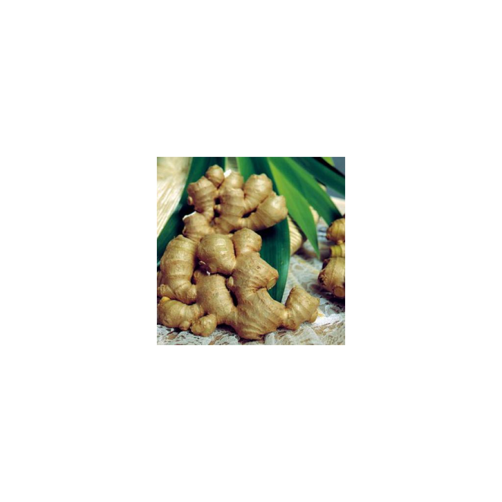 Gingembre X 1 - Zingiber officinale