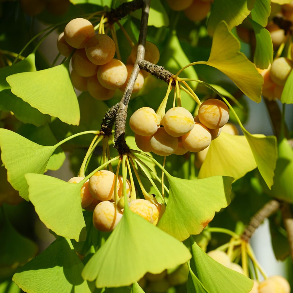 Ginkgo biloba - Japanse notenboom