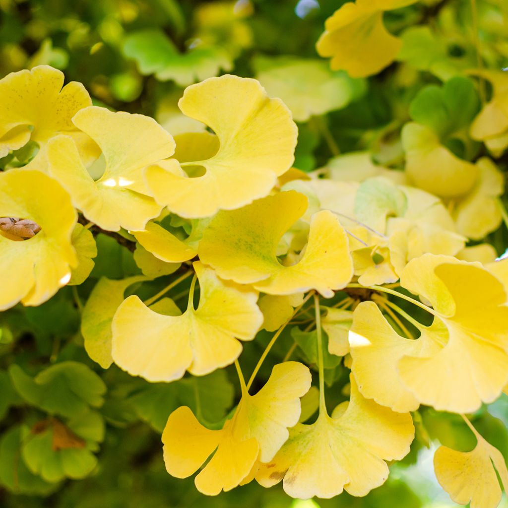 Ginkgo biloba Mariken - Japanse notenboom