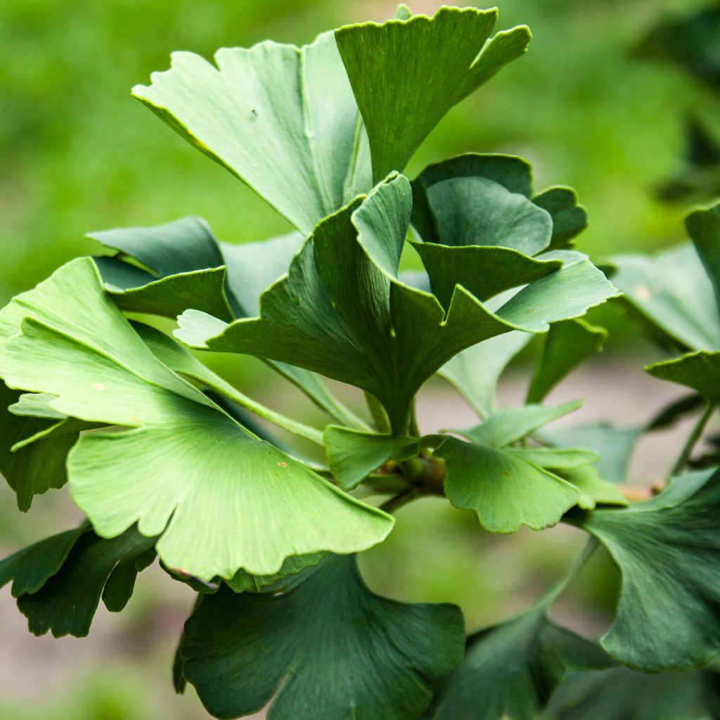 Ginkgo biloba Simon - Japanse notenboom