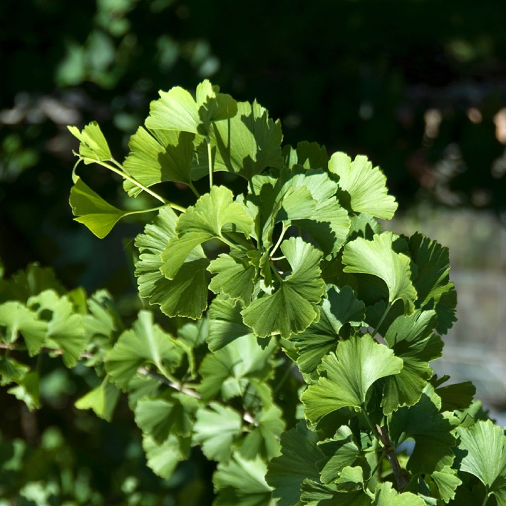 Ginkgo biloba Pendula - Japanse notenboom