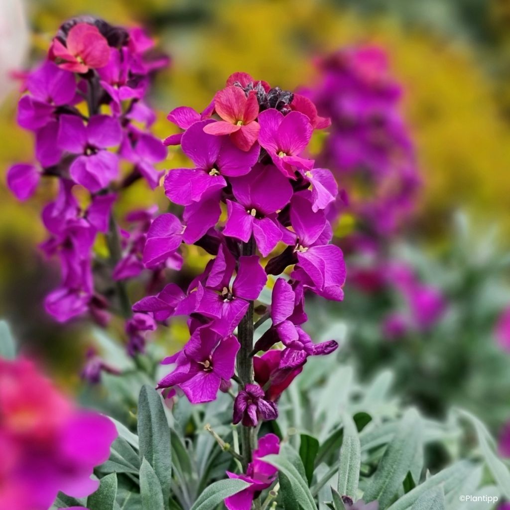 Erysimum cheiri Colour Vibe Purple – Muurbloem