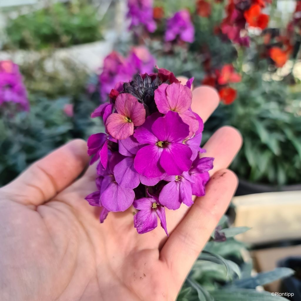 Erysimum cheiri Colour Vibe Purple – Muurbloem