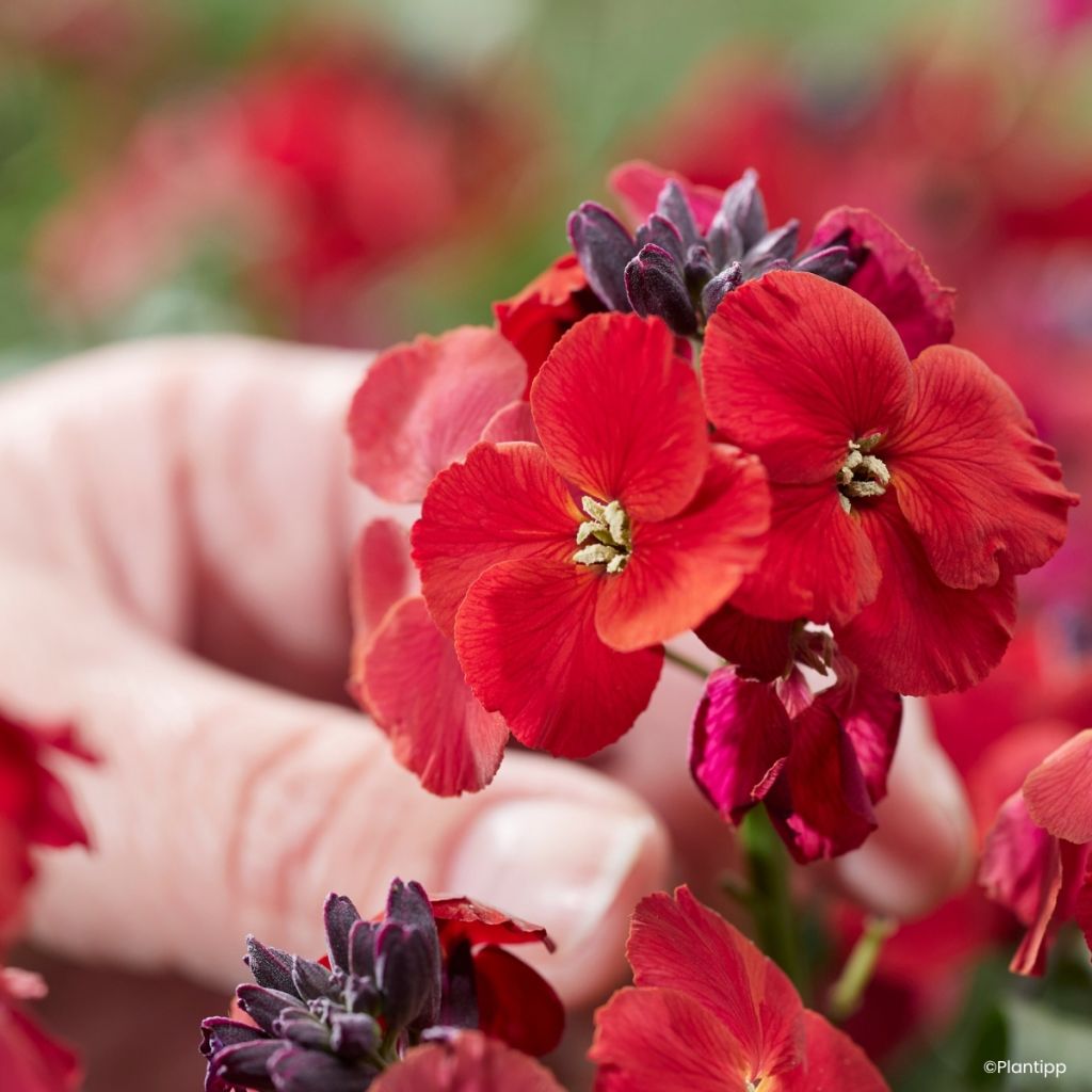 Erysimum cheiri Colour Vibe Rood – Muurbloem
