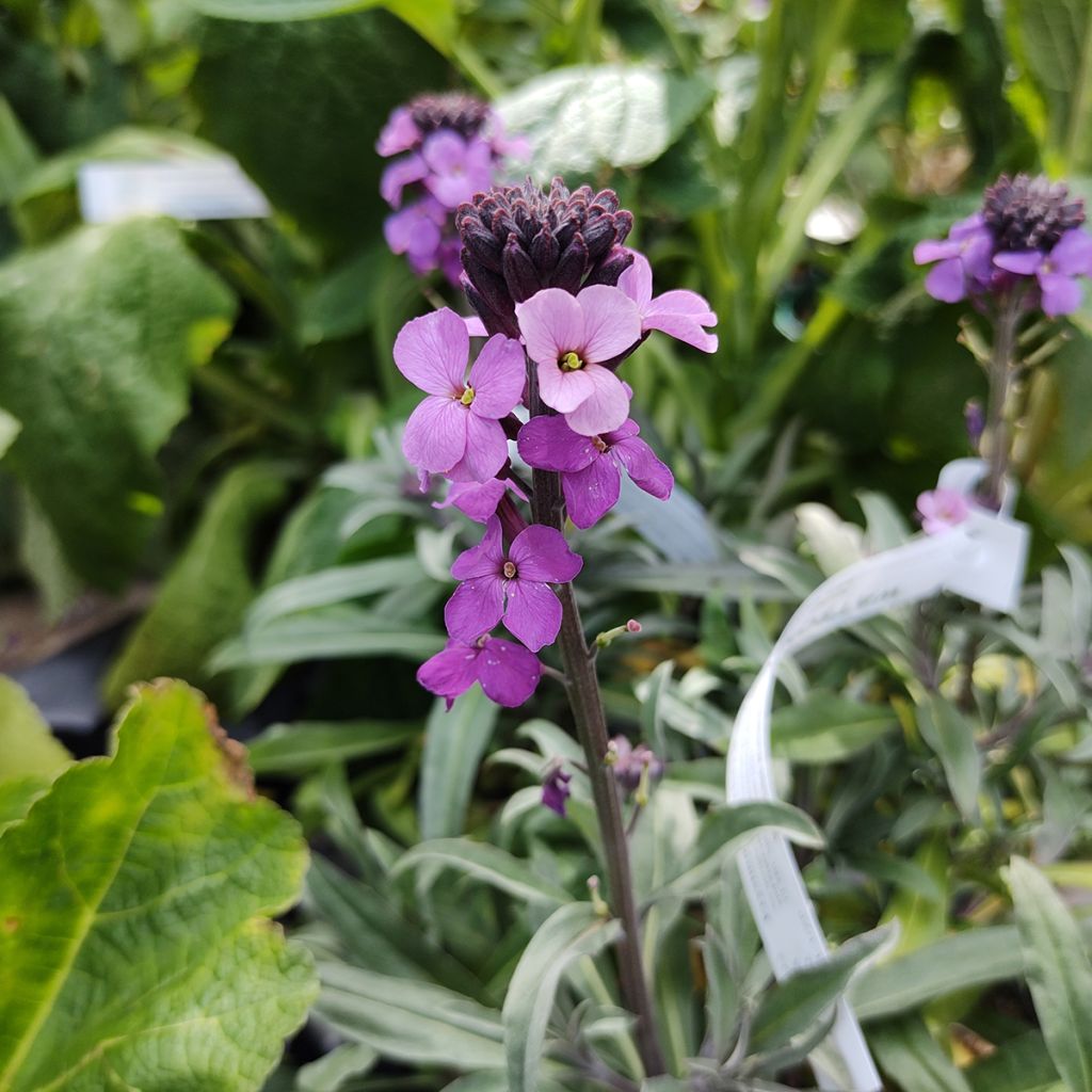 Erysimum Bowles Mauve – Muurbloem