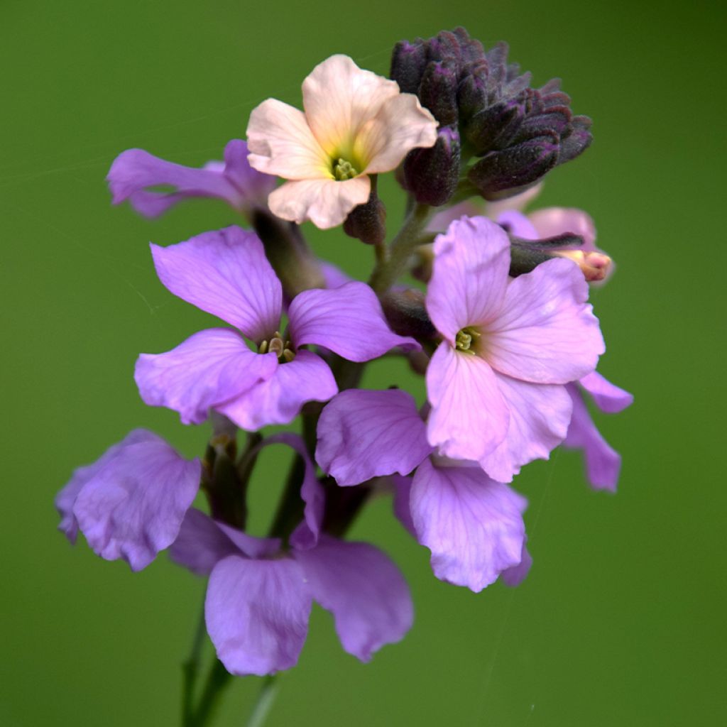 Erysimum Jenny Brook – Muurbloem