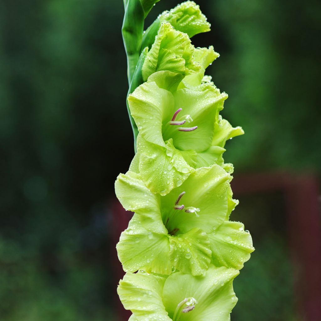 Gladiool Green Star - Grootbloemige gladiool