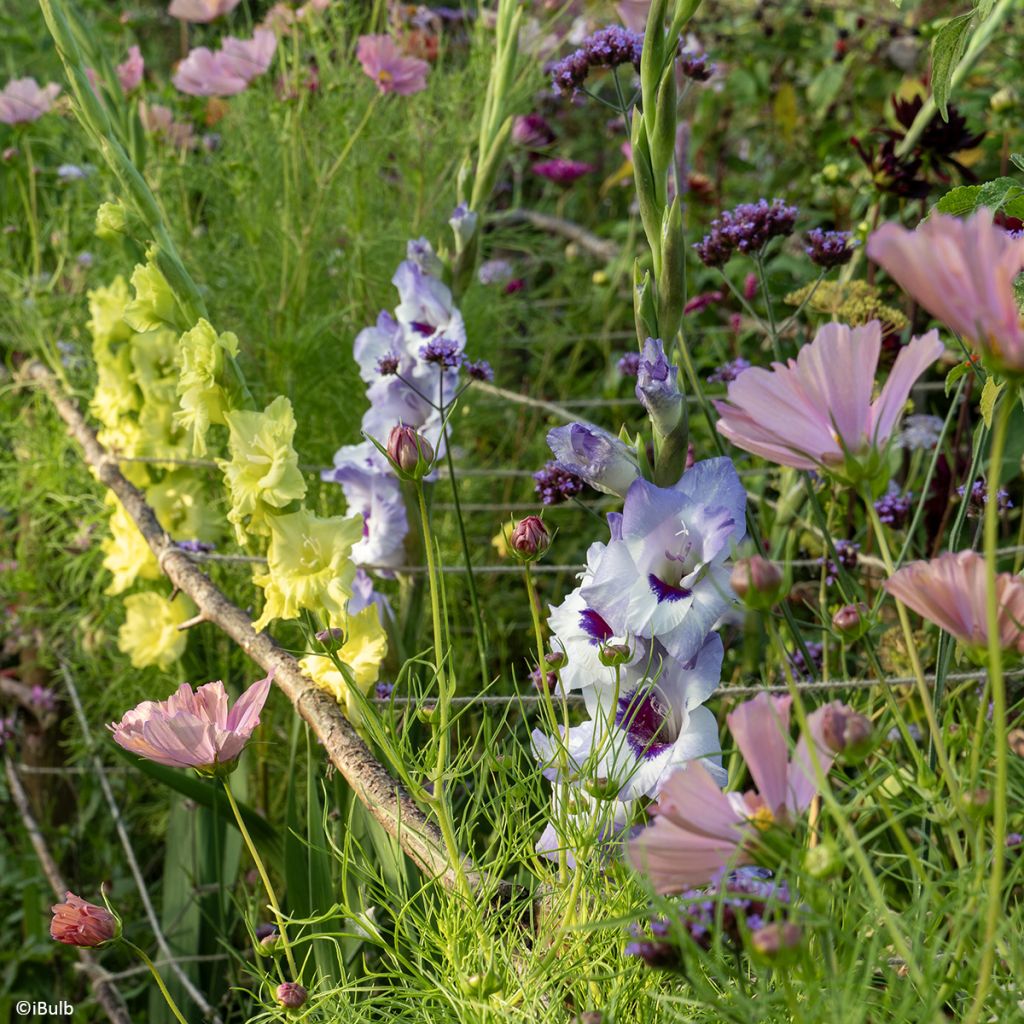 Gladiool groot bloemig Vista