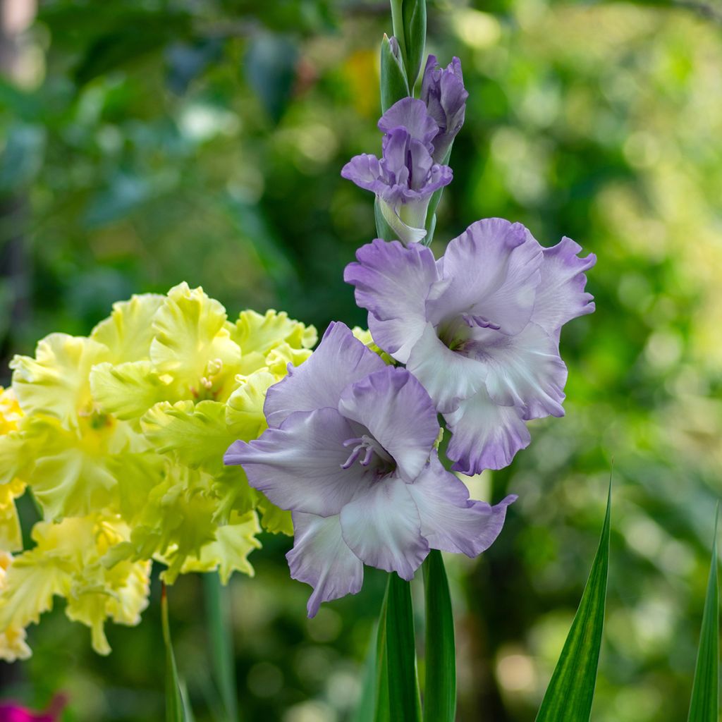 Gladiool groot bloemig Triton